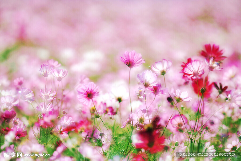 梦幻柔焦粉红花海