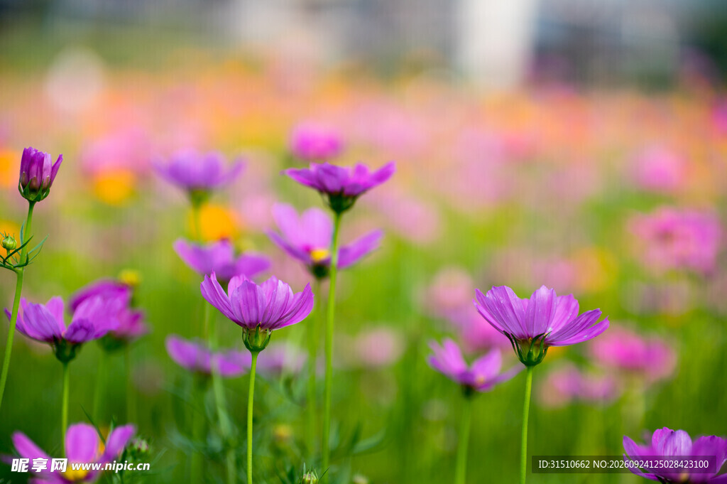 格桑花