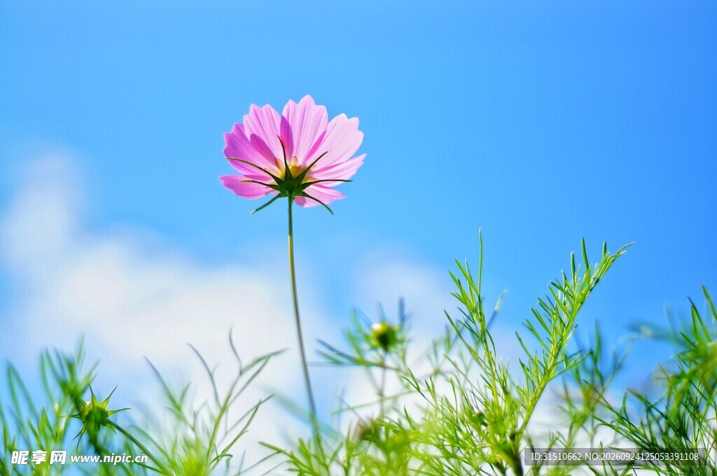 晴空下的粉色格桑花