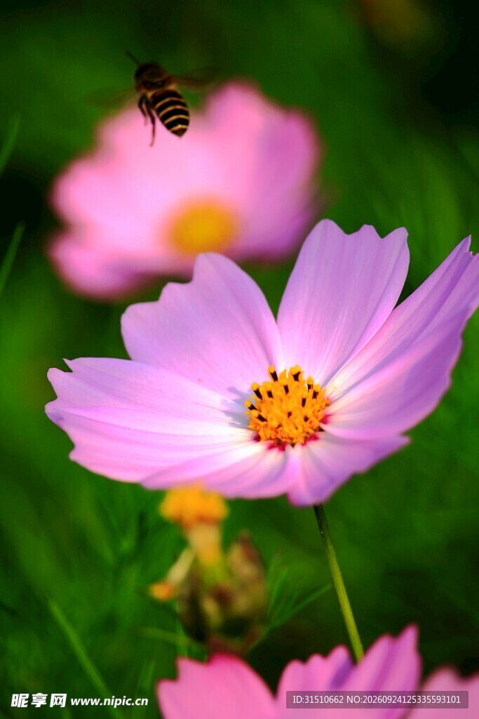 粉色格桑花与蜜蜂