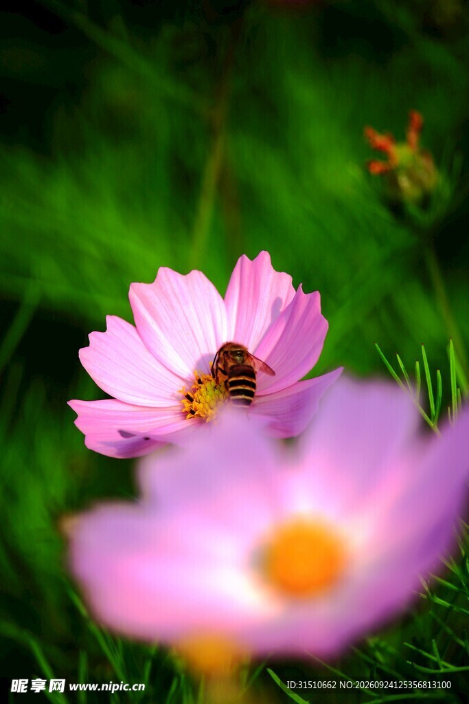 蜜蜂花间采蜜