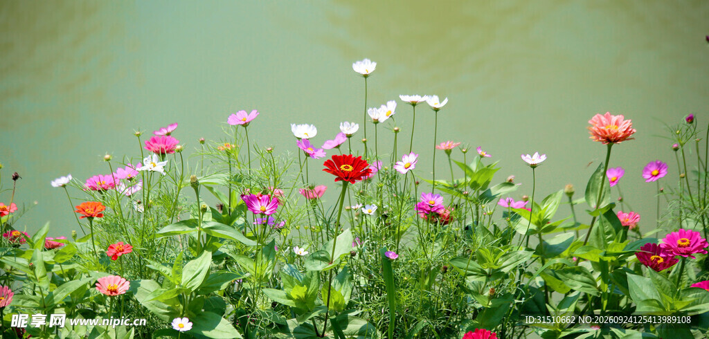 朦胧花丛清新风光