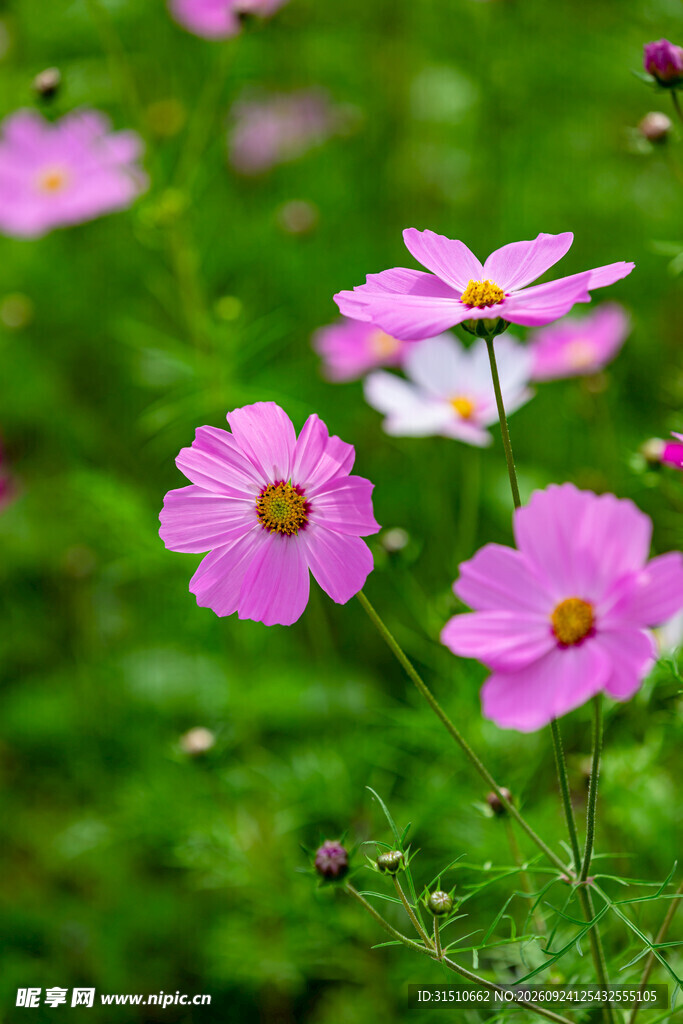 唯美粉色格桑花