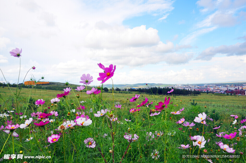 郊野格桑花海晴空风光