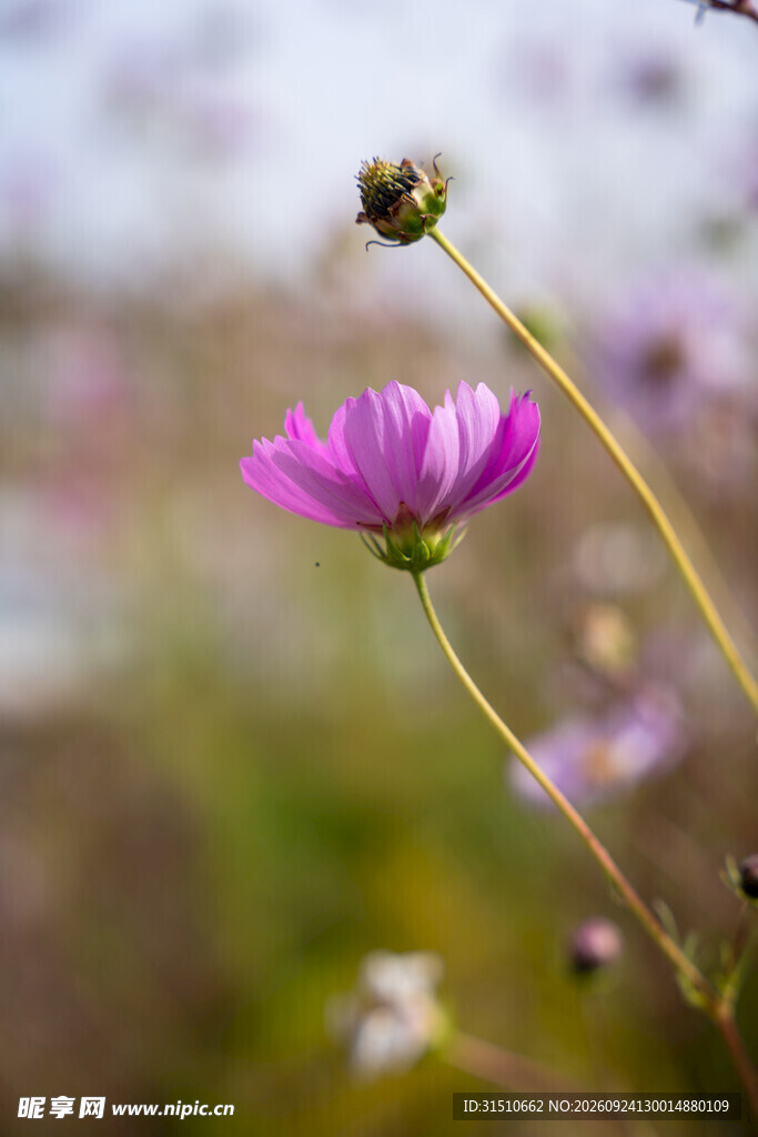 紫色格桑花柔焦特写