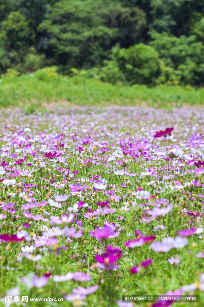 格桑花