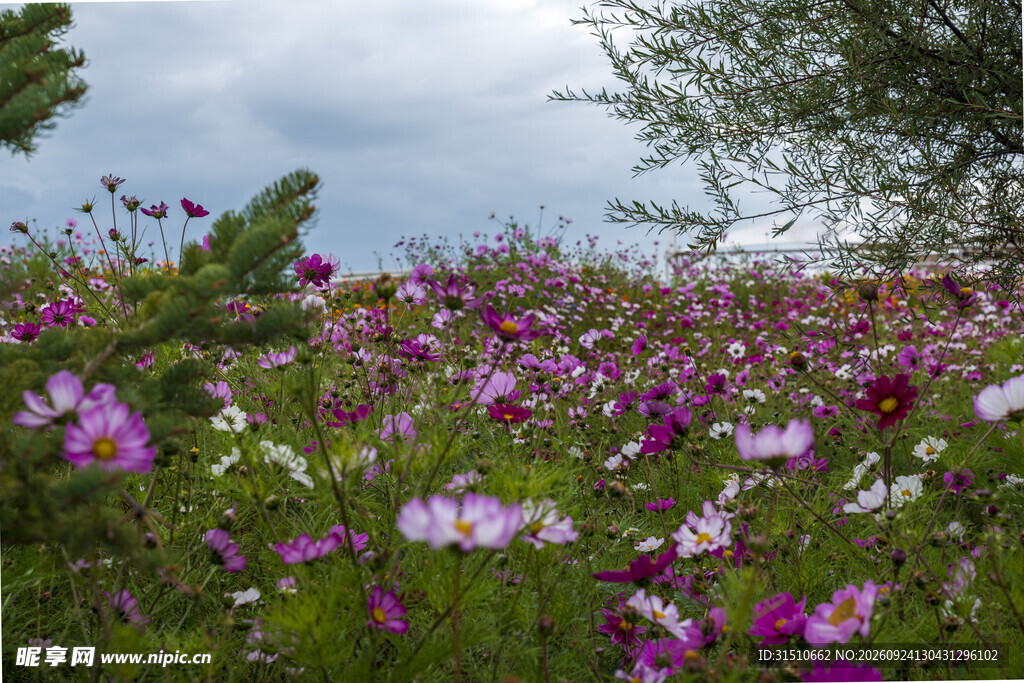 格桑花花田户外风光