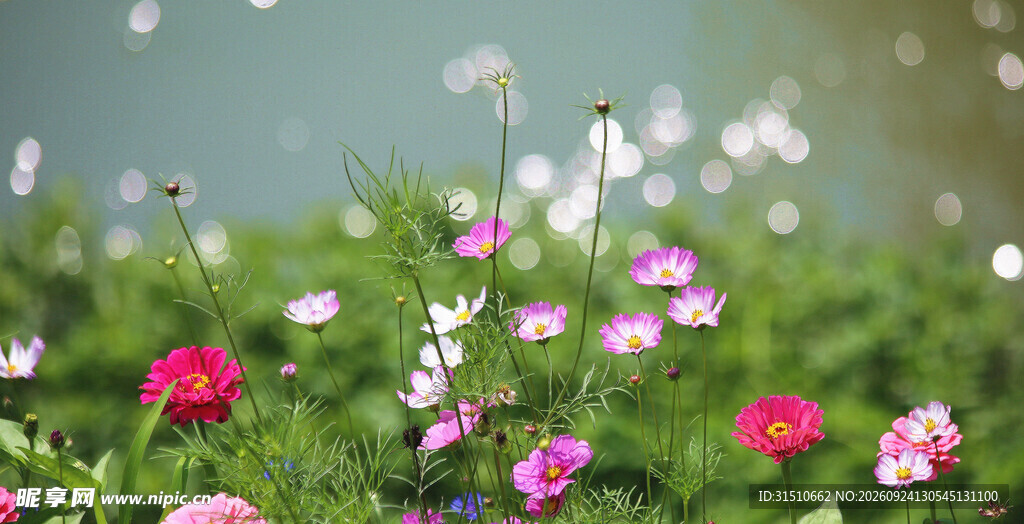 格桑花