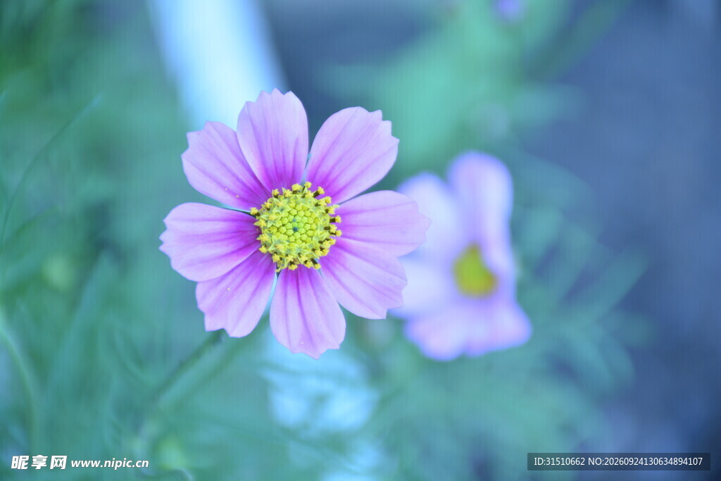 格桑花