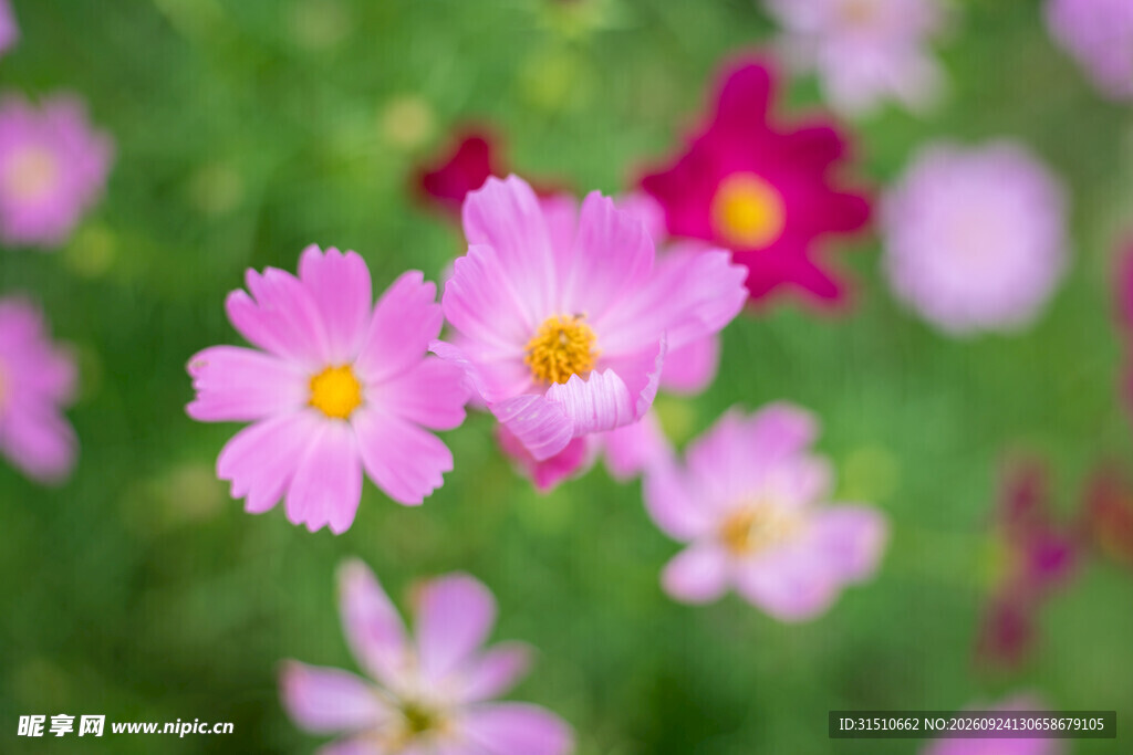 柔焦粉色小雏菊