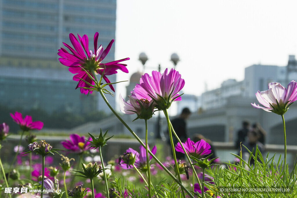 城市背景下的格桑花