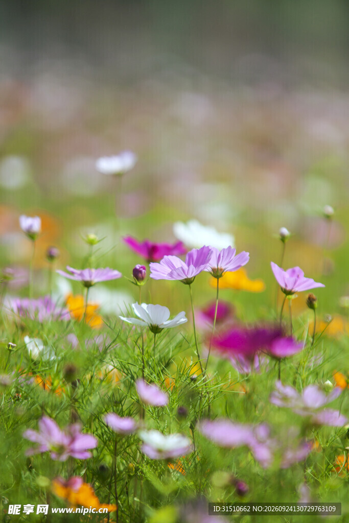 格桑花