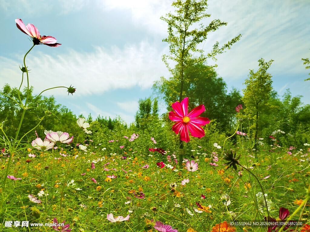 晴空下的格桑花花海