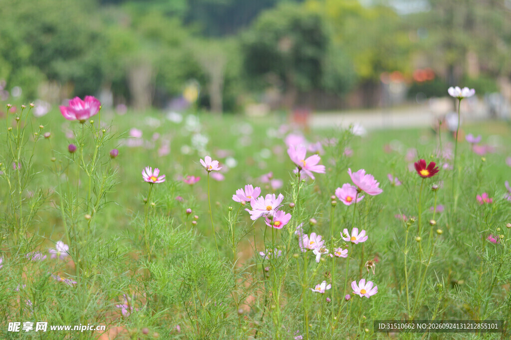 春日郊野格桑花花海