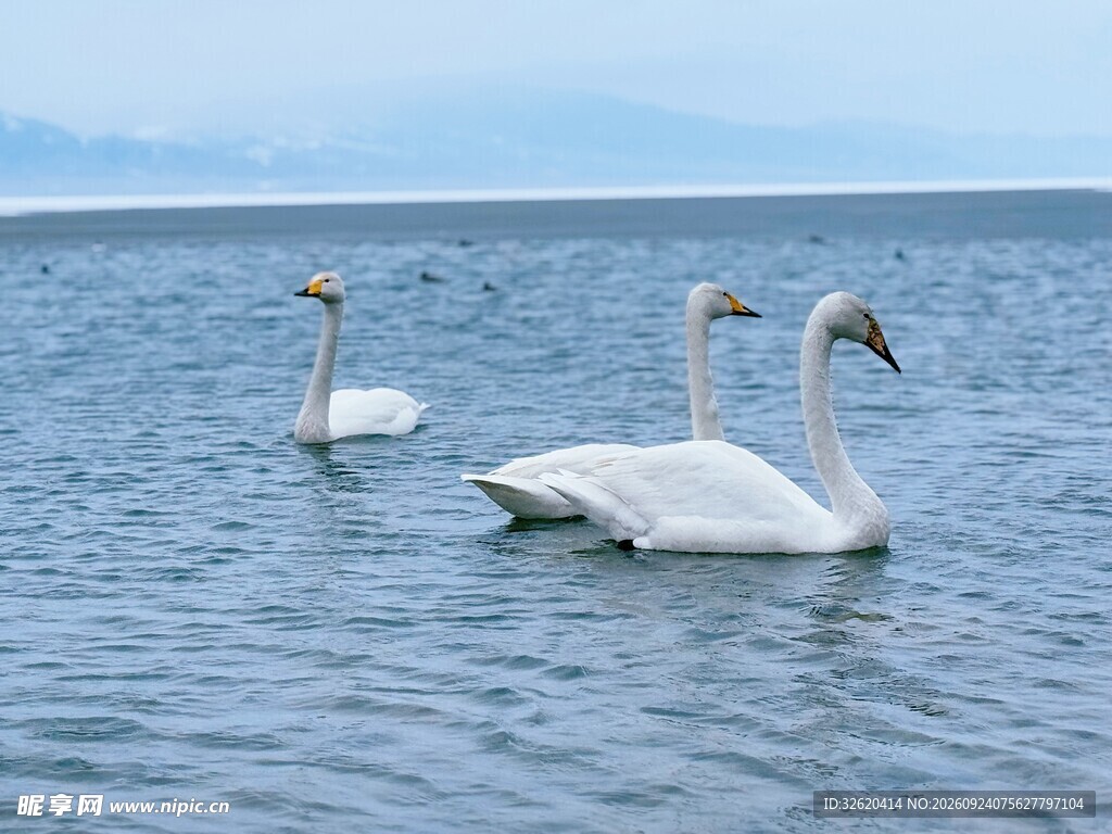 湖面三只白天鹅
