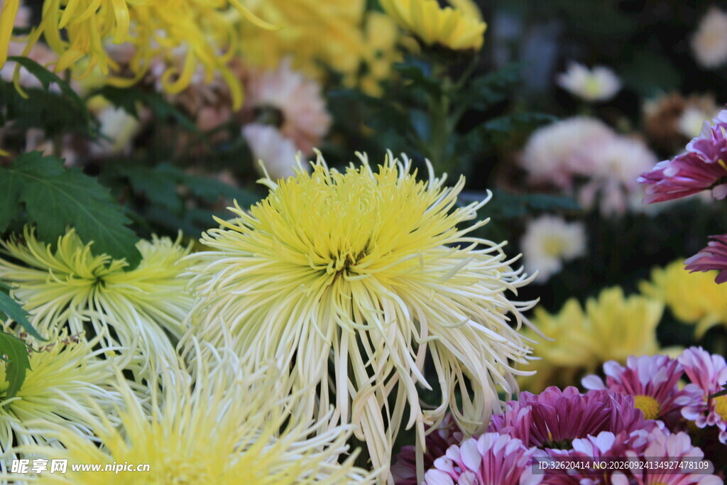 丝状菊花