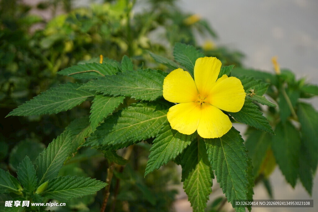 黄色小花