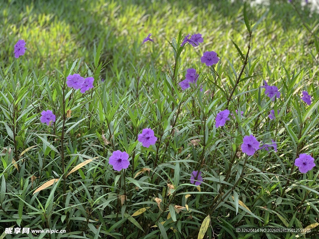 翠芦莉