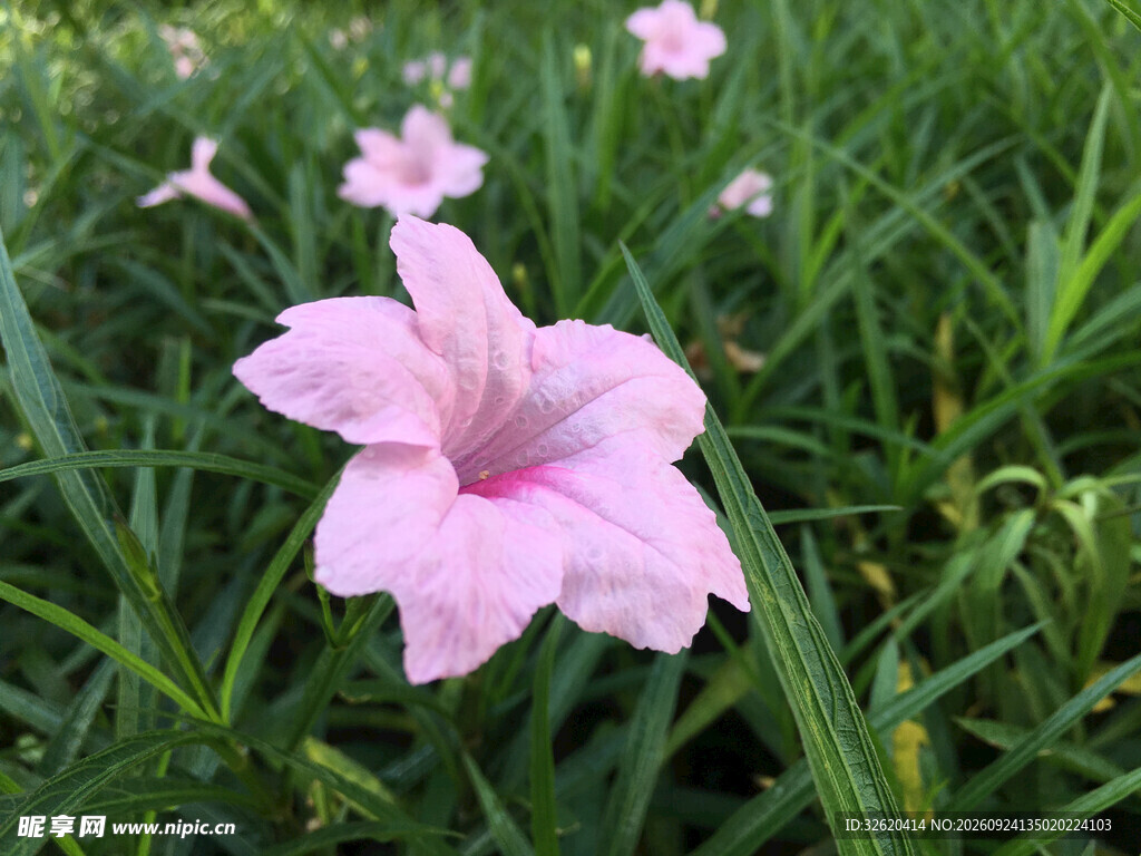 翠芦莉