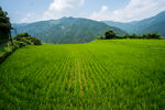 山间稻田田园风光