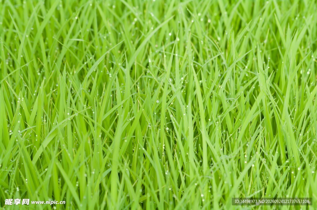 清新绿草模糊背景