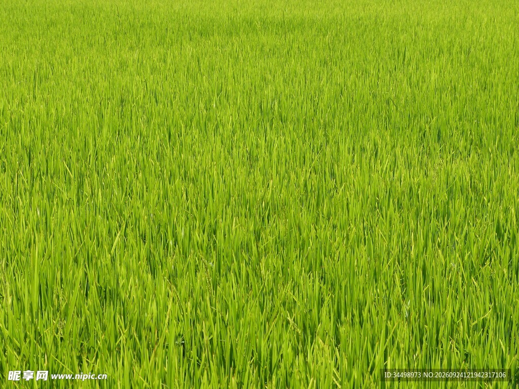 嫩绿草坪自然背景