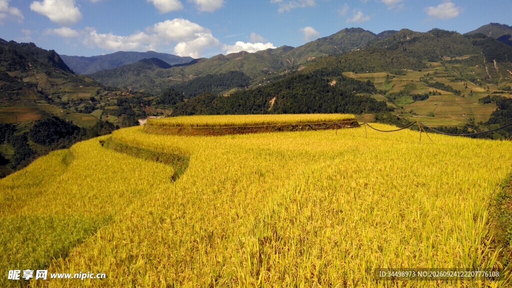 山间金色稻田风光