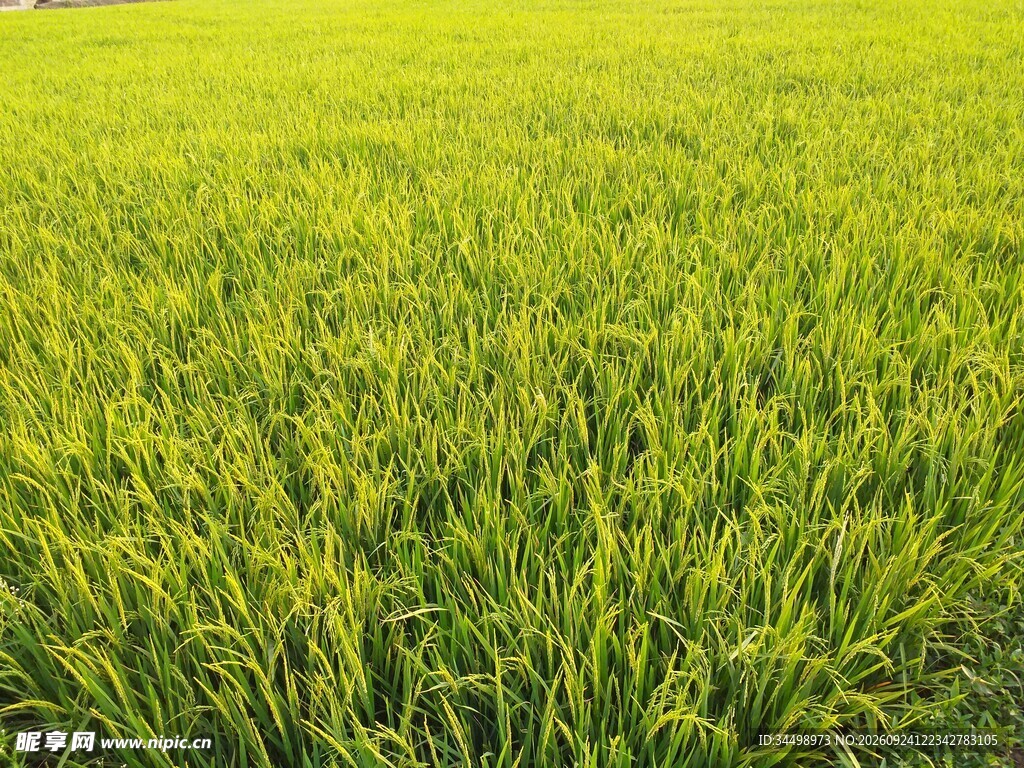 翠绿稻田田园风光