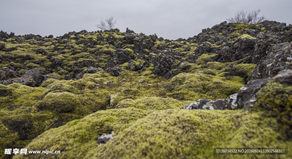 山野草坡自然风景