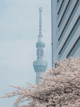 晴空塔春日樱花景致