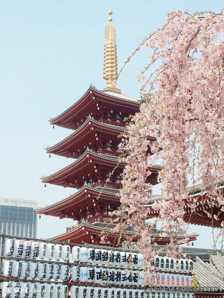 古寺五重塔与春日樱花