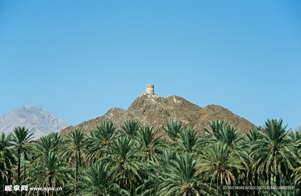 椰林远山古塔风光