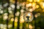 梦幻光斑蒲公英