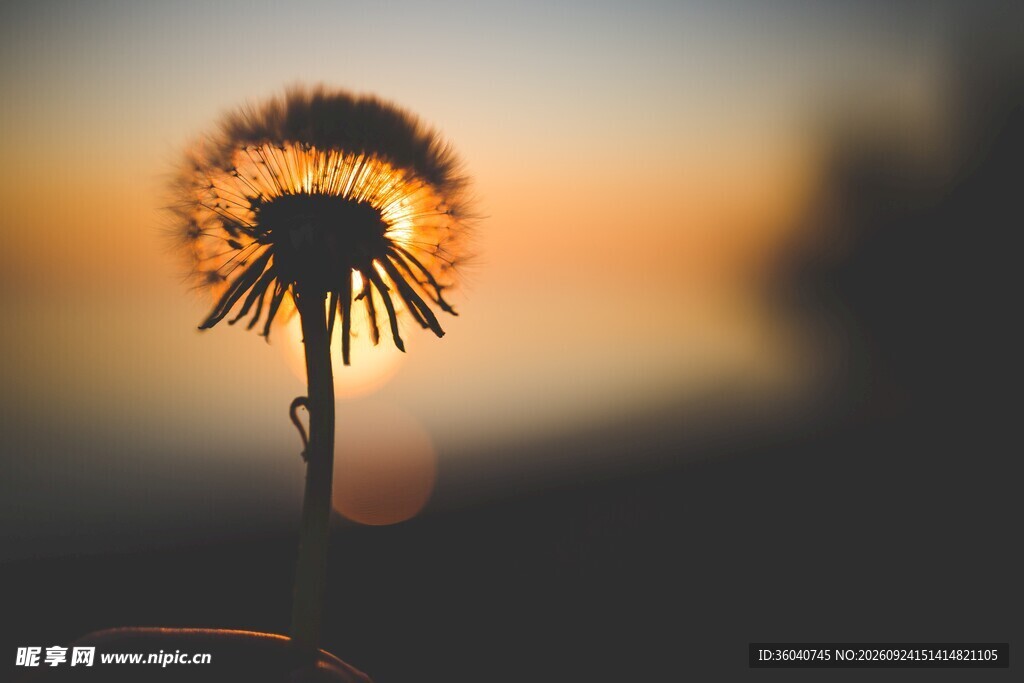 夕阳下的蒲公英剪影