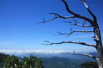 海南五指山山顶枯木云海