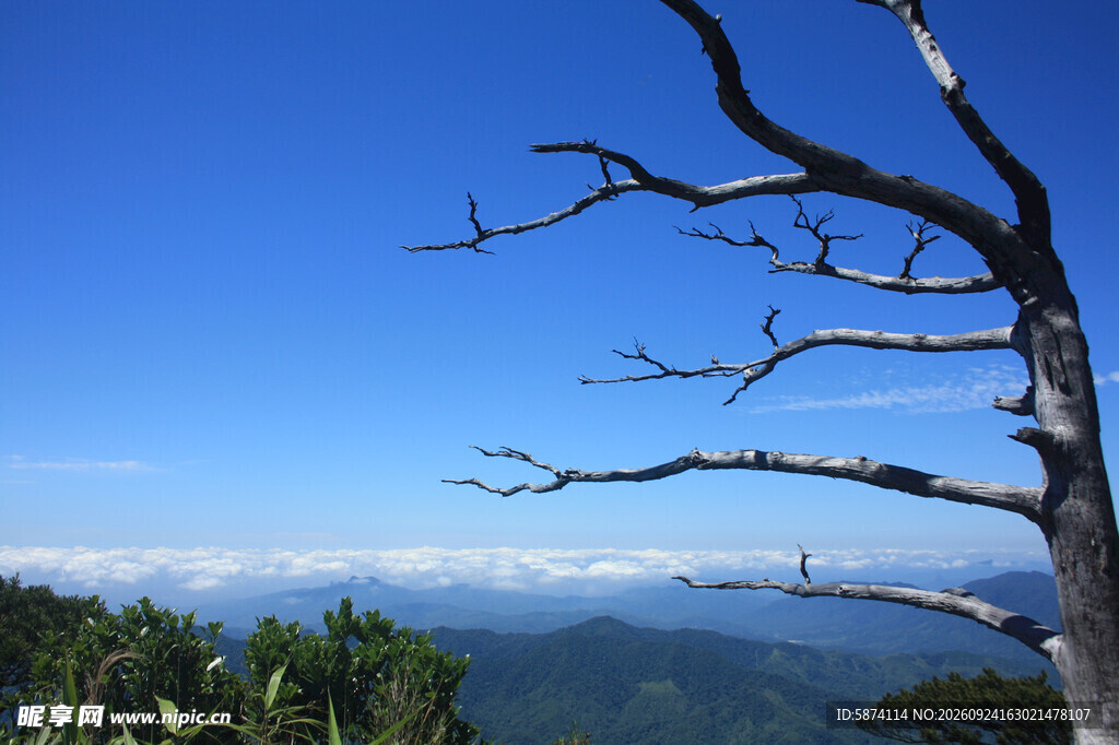海南五指山山顶枯木云海