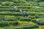 茶园茶农采茶忙