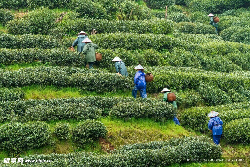 茶园茶农采茶忙
