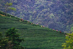 高山茶园采茶风光