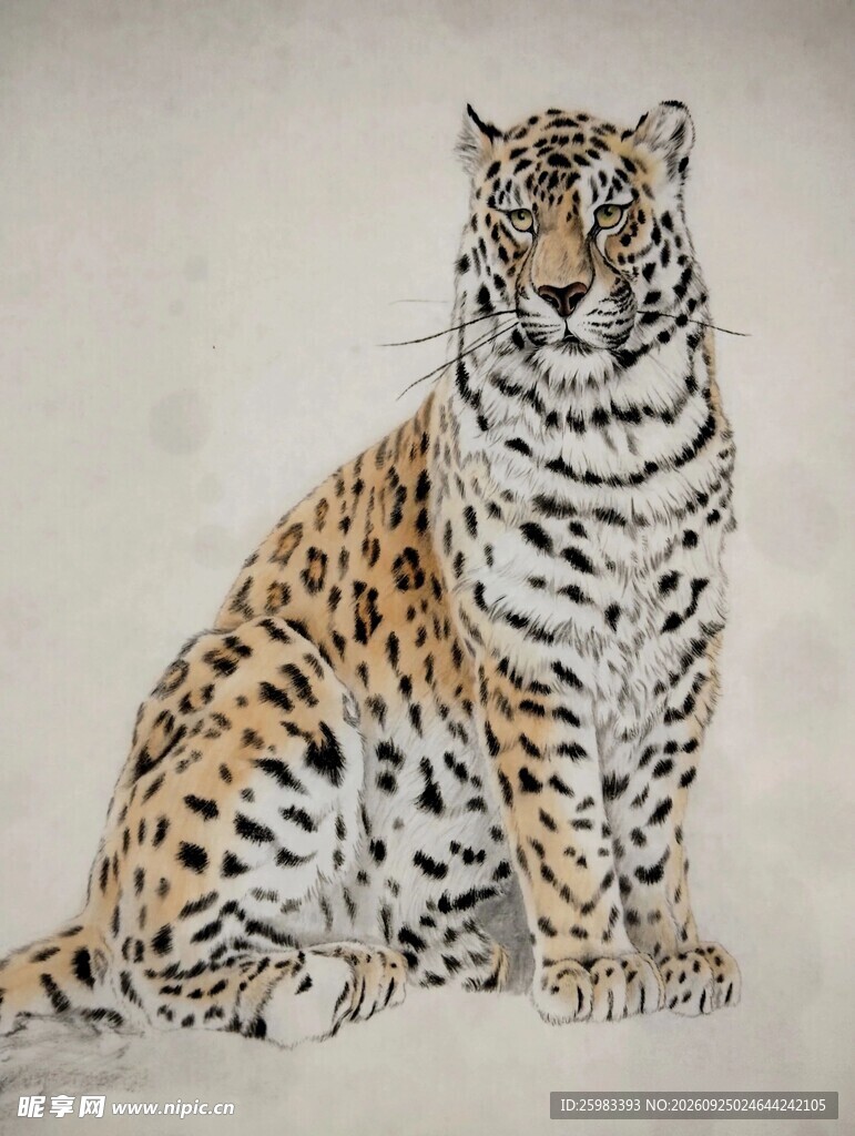 花豹插画