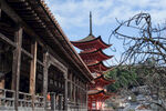 日本古寺五重塔风光