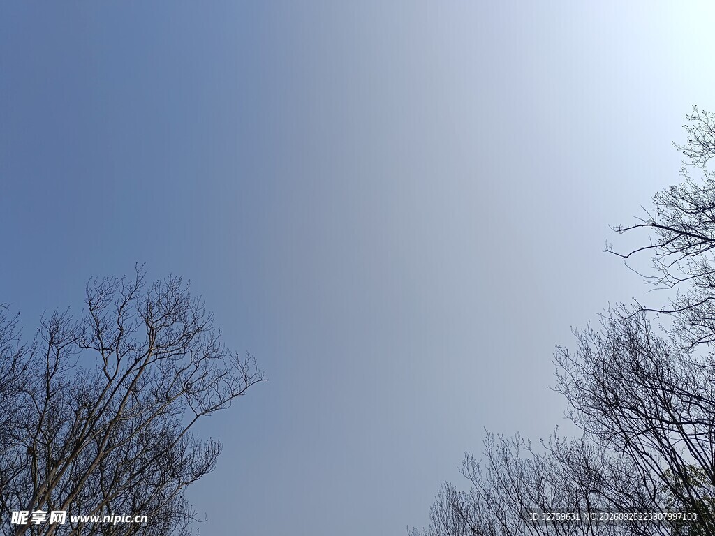 晴空下的光秃树枝