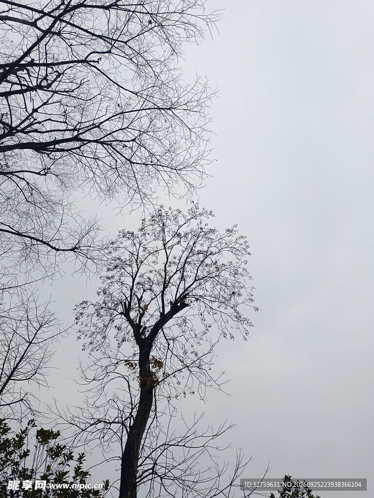 雾中枯树灰蒙天空