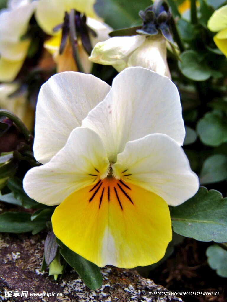 白黄三色堇花卉特写