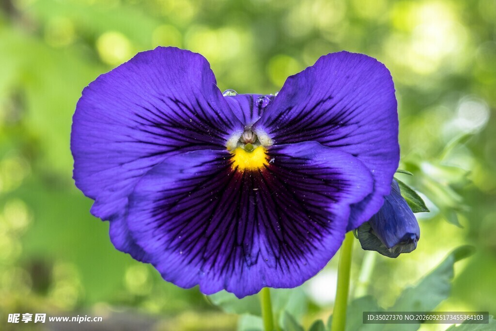 紫色三色堇花卉特写