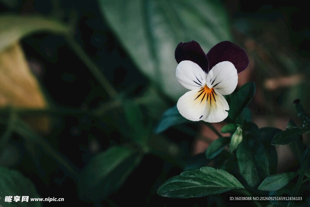 清新三色堇小花
