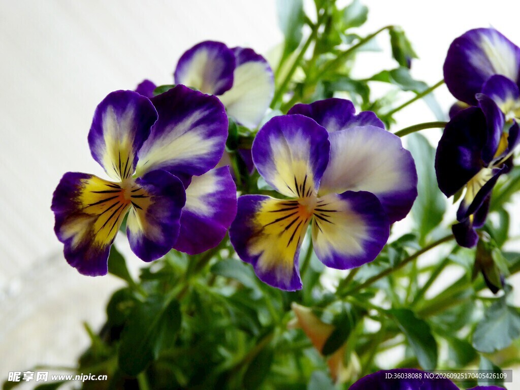 三色堇花卉特写