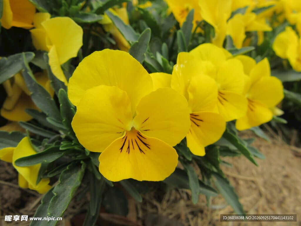 明黄三色堇花卉特写