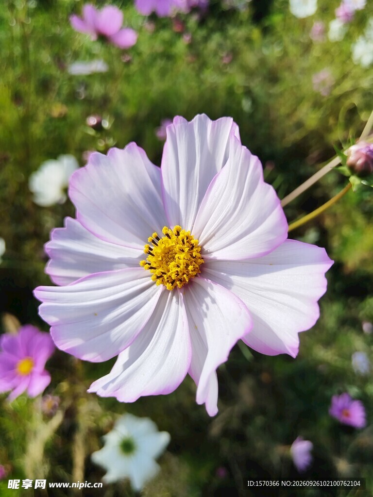 淡紫格桑花绽放特写