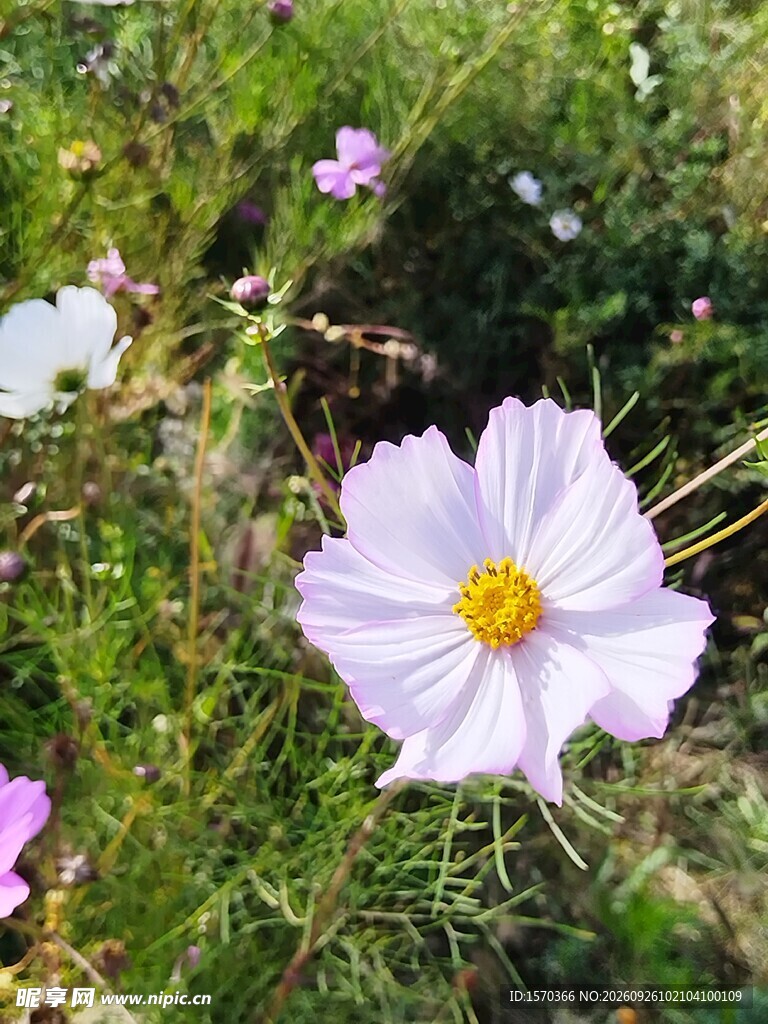 浅紫格桑花特写